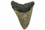 Bargain, Fossil Megalodon Tooth - North Carolina #350591-2